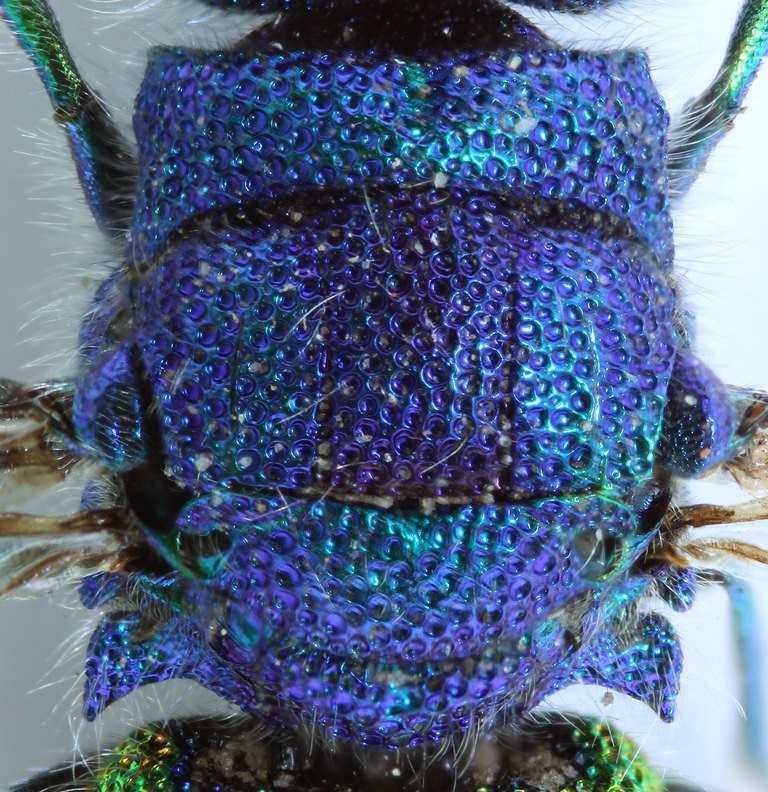 Chrysis inaequalis